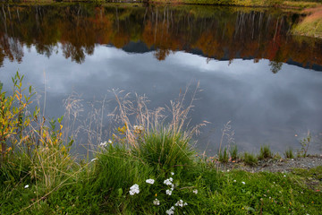 little swamp by the lake