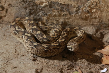 Saw Scaled Viper