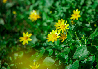 yellow flowers in the garden