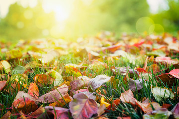 Colorful autumn leaves background 