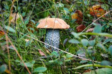 mushrooms in the autumn forest