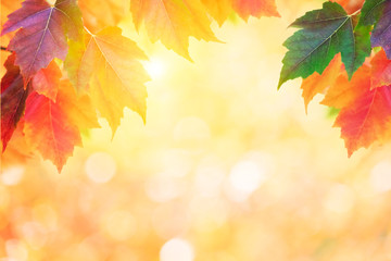 Naklejka na ściany i meble Colorful autumn leaves bokeh background 
