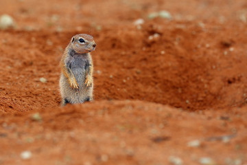 The Cape ground squirrel (Xerus inauris), a young individual sneezes a resting mother.Young sguirel in red desert sand.