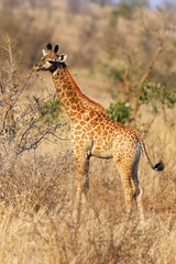 Obraz na płótnie Canvas The South African giraffe or Cape giraffe (Giraffa camelopardalis giraffa) young giraffe in the bush. Small giraffe in the yellow grass.