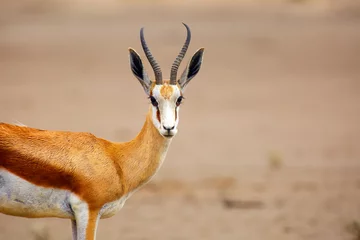 Foto op Plexiglas De springbok (Antidorcas marsupialis), portret van de vrouwelijke antilope. © Karlos Lomsky