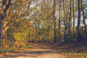 Allee im Herbst umgeben von Laubbäumen
