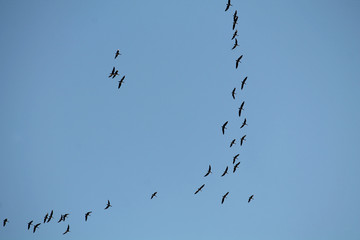 Wedge of flying wild Greater white-fronted geese (Anser albifrons) against blue sky. Autumn bird...