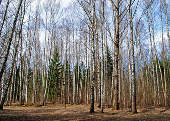 mixed forest in spring day