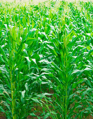 Fototapeta na wymiar cornfield and fresh corn 