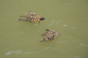 Turtles in river