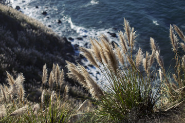Tan Pampas Grass
