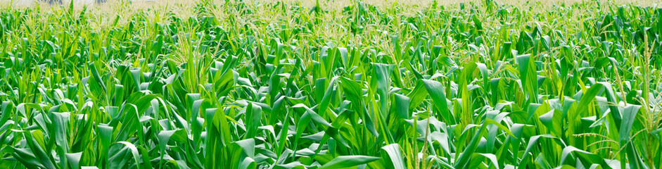 cornfield and fresh corn
