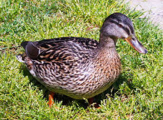 Ente im Gras