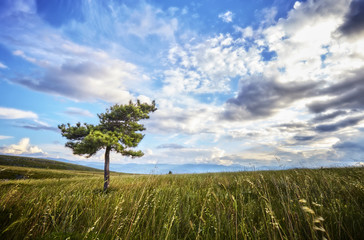 Fototapeta na wymiar piccolo pino solitario su prato delle colline abruzzesi