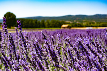 Lavender Field in Provence