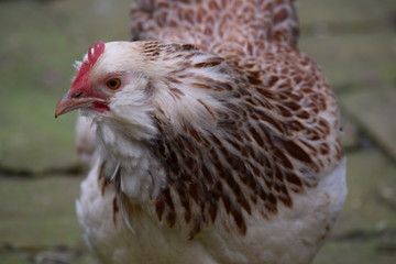 Hen
