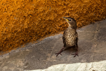 Possible Rock pipit or Song Thrush bird from Baeza, Andalusia, Spain