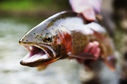 Close up of brown trout