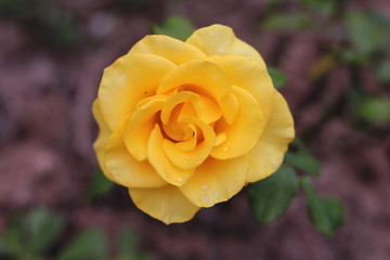 yellow rose