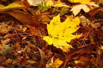 Fallen maple leave