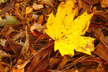 Fallen maple leave on the ground