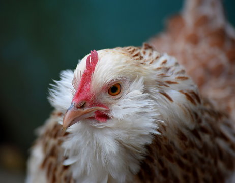 Chicken