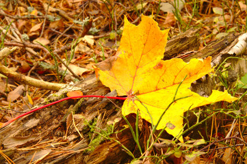 Yellow maple leave