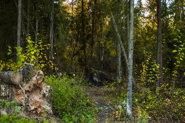 Осень / fall