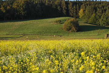 Rapsfeld und Wald im Herbst