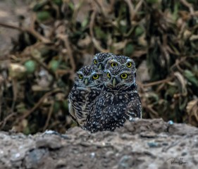 4 Burrowing Owls