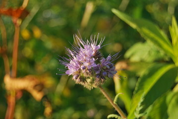 Phacelia