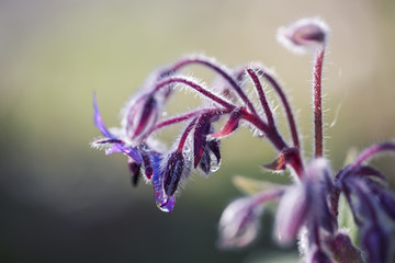 Purple Borage