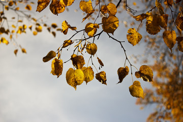 yellow last leaves on the branches of a tree Linden in autumn against a cloudy rainy autumn sky....