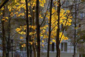 yellow last leaves on the branches of a tree maple in autumn against sun light.