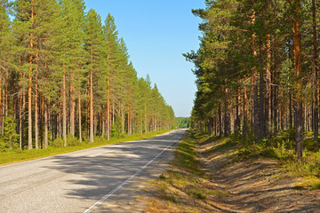 Road in pine forest on sunny day. Finnish Lapland
