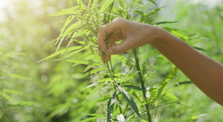 Farmer checking hemp plants in the fields