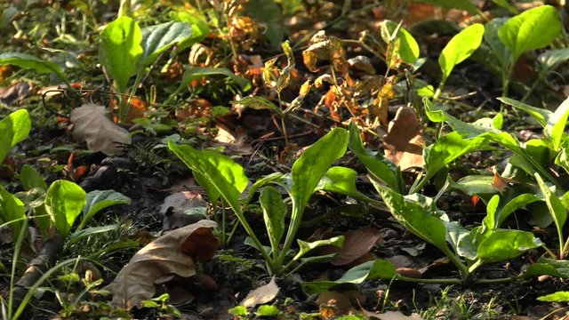 Plantain 4K, UHD, 50p, Cinematic,Closeup, 						