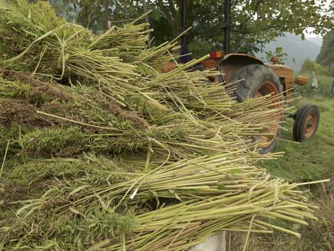 Bundles Of Hemp Plants On The Trailer