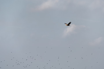 White-tailed Eagle (haliaeetus albicilla) in the Danube Delta