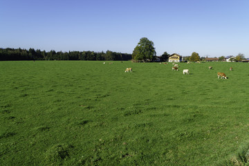 Cows in the meadow -farm 