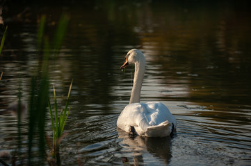 Schwan schwimmt im Seitenlicht davon