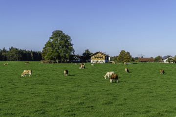 Obraz premium Cows in the meadow -farm 
