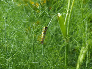 The caterpillar of the Black Swallowtail (battus polydamas)butterfly.