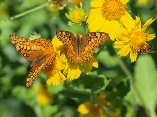 Obraz premium The Gulf Fritillary is a common butterfly in Texas year long. It hibernates and does not migrate like the Monarch, the state's official butterfly.