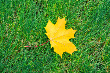 Single yellow maple leaf is lying on a green grass meadow.