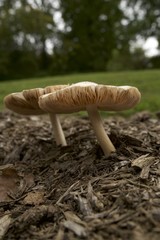 Mushrooms and toadstools  in the fall 