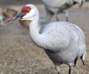Hungry Sandhill Cranes