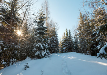 Sunrise winter mountains path in fir forest