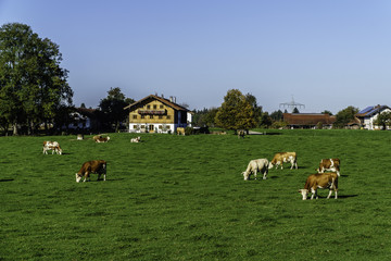 herd of cows grazing in field