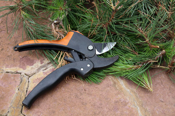 Pruned cultivar Scots pine (Pinus sylvestris) young branches and garden secateurs on a flagstone walkway in the summer garden